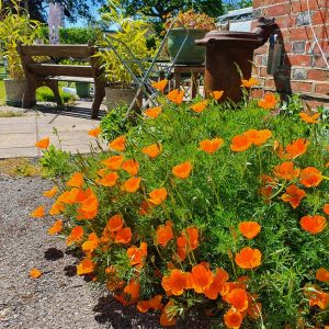 Eschscholzia californica 'Orange King' (California poppy) seeds x500