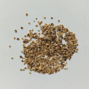 Withania somnifera (Ashwagandha) seeds x50