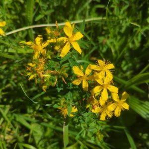 Hypericum perforatum (St John’s Wort) seeds x500