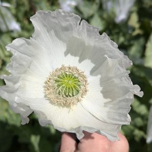 Papaver somniferum 'Izmir Persian White' seeds