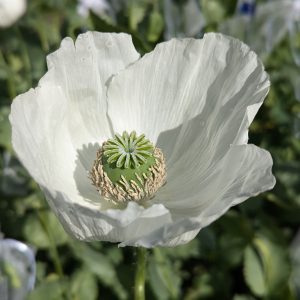 Papaver somniferum 'Izmir Turkish White #1' seeds
