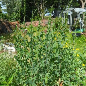Lactuca serriola (Prickly Lettuce) seeds