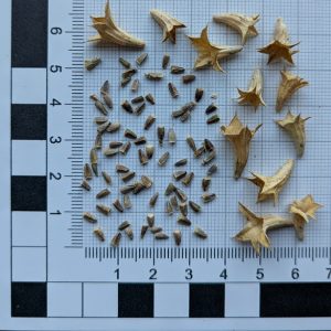 Lagochilus inebrians seeds