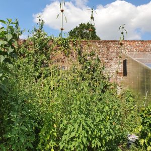 Leonotis nepetifolia (Klip Dagga) seeds x25