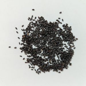 Melissa officinalis (Lemon Balm) seeds x1000