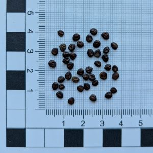 Mimosa hostilis seeds