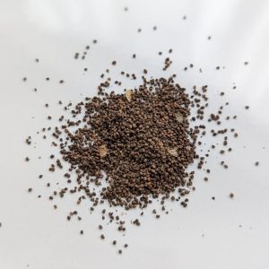 Nicotiana rustica 'Punche' (Aztec tobacco) seeds