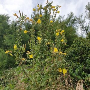 Oenothera biennis (Evening Primrose) seeds x500