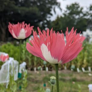 Papaver somniferum 'Afghanistan Special Frills' seeds
