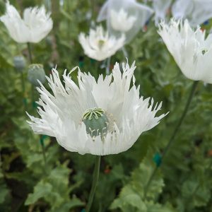Papaver somniferum 'Raja Frills' seeds