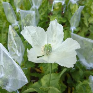 Papaver somniferum 'Raja' seeds