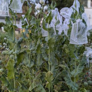 Papaver somniferum 'Seasons End' seeds