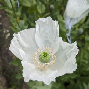 Papaver somniferum 'Sissinghurst White' seeds