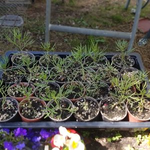 Peganum harmala (Syrian Rue) seeds x250