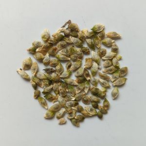 Pinellia ternata (Ban Xia) seeds x15