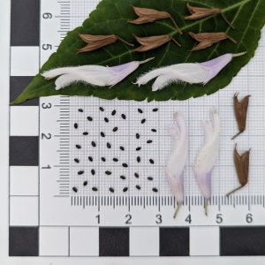 Salvia divinorum seeds