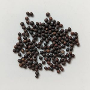 Salvia officinalis (Sage) seeds x50