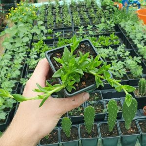 Sceletium tortuosum | Plant