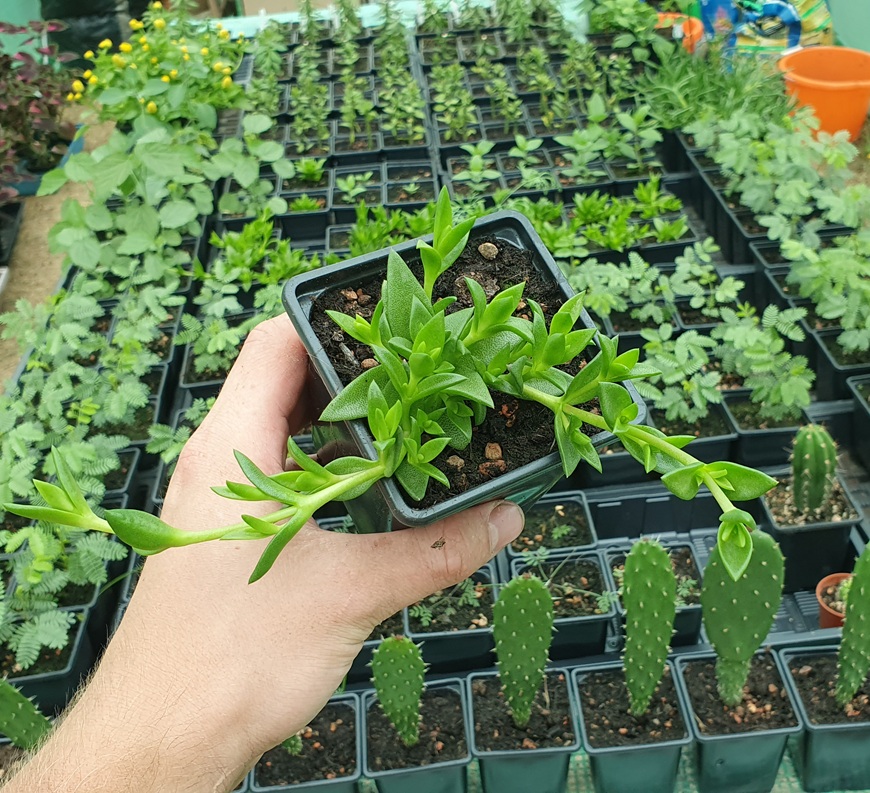 Sceletium tortuosum | Plant