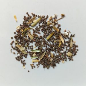 Silene undalata syn. Silene capensis (African Dream Root) seeds x50
