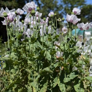 Papaver somniferum 'Sokol' seeds