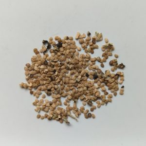 Solanum nigrum (Black Nightshade) seeds x50