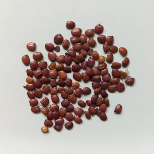 Spartium junceum (Spanish Broom) seeds x50