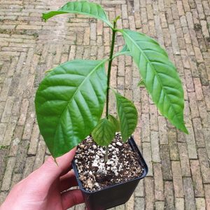 Tabernanthe iboga | Plant