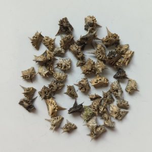 Tribulus terrestris (Devil's Thorn) seeds x10
