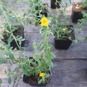 Turnera diffusa var. aphrodisiaca | Plant