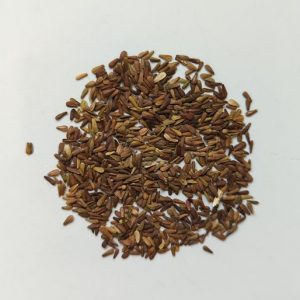 Valeriana officinalis (Valerian) seeds x500