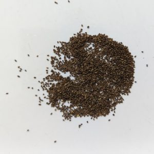 Verbascum thapsus (Greater Mullein) seeds x500