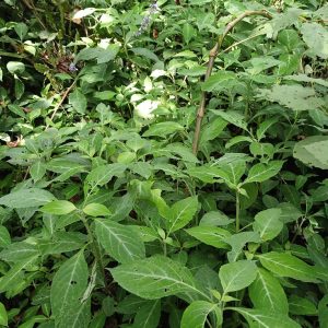 Salvia divinorum | Wild Origins | Plant