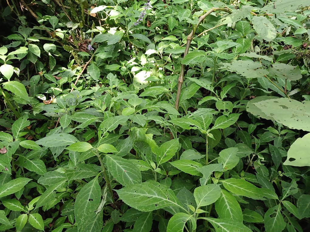 Salvia divinorum | Wild Origins | Plant