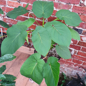 Piper auritum | Plant