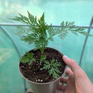 Cnidium monnieri | Plant