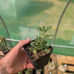 Lagochilus inebrians | Plant
