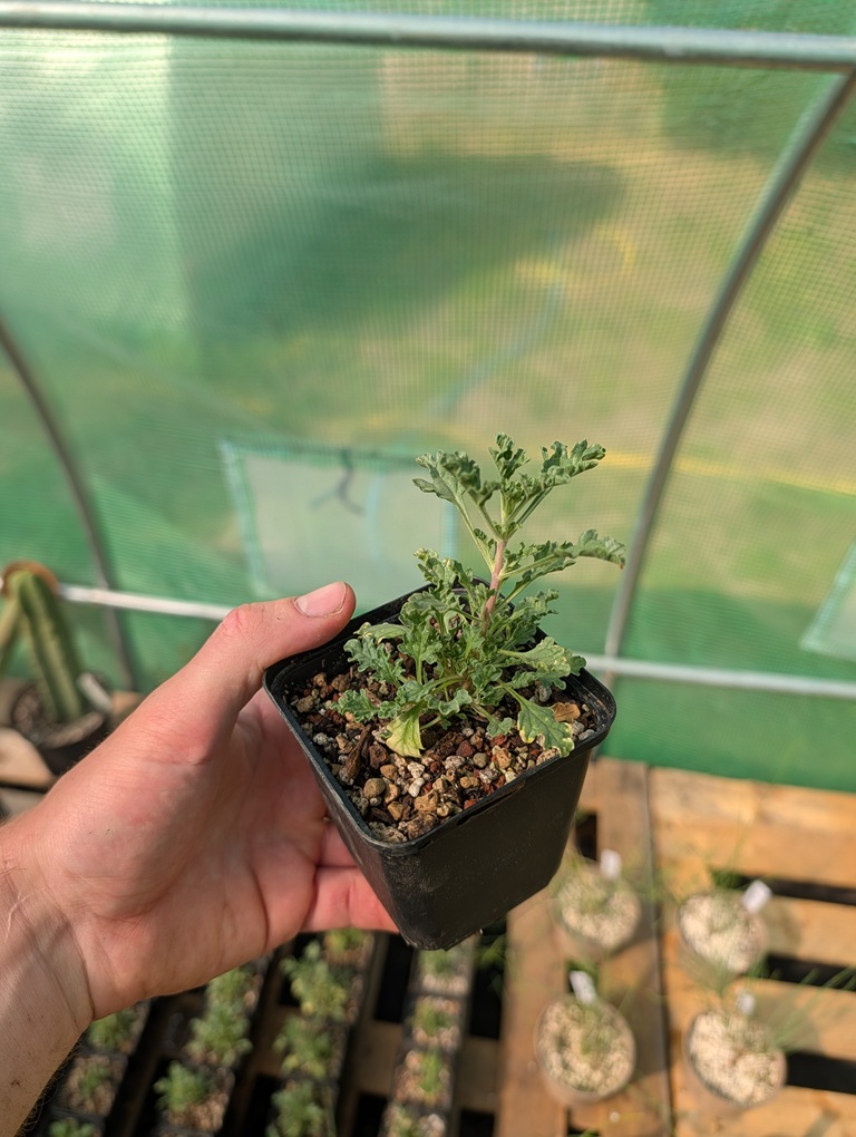 Lagochilus inebrians | Plant
