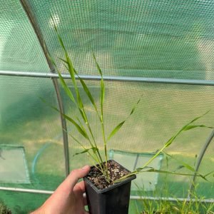 Phalaris aquatica 'Tanit'