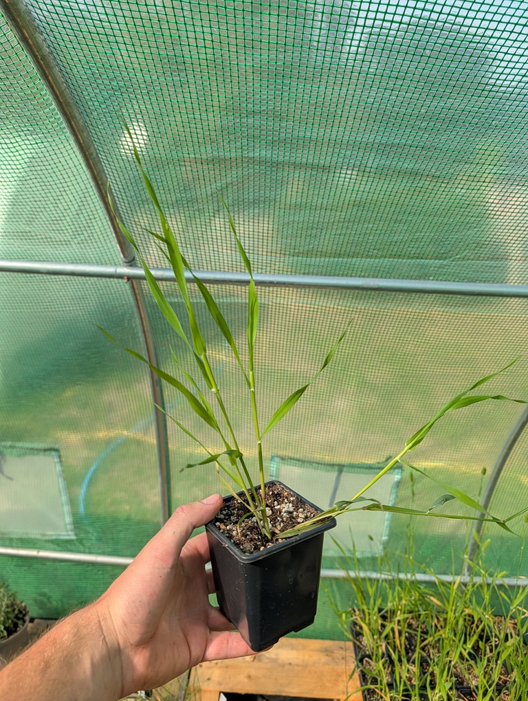 Phalaris aquatica 'Tanit'
