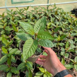 Mitragyna speciosa 'Maeng Da Kapuas' | Plant
