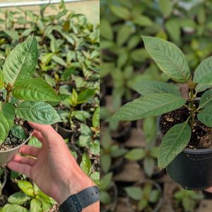Mitragyna speciosa 'Maeng Da Kapuas' & Commercial strain | Plants - FREE POSTAGE INCLUDED